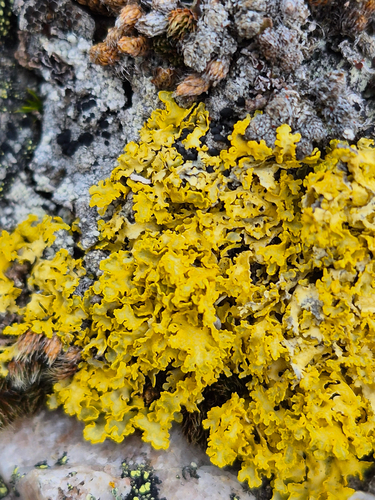 Vulpicida juniperinus, 2026-10-08