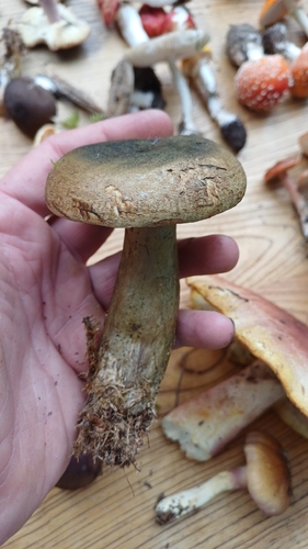 Ugly Milkcap