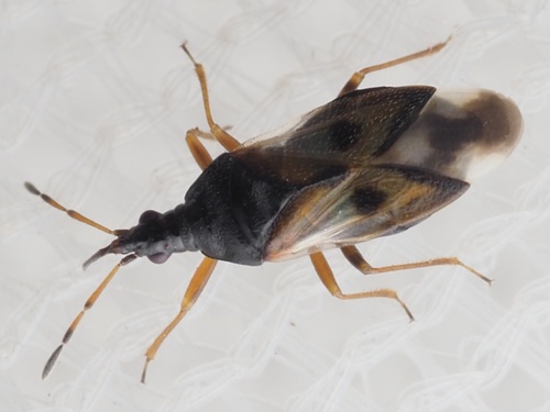 Anthocoris observed 2026-10-09