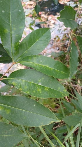 Podosphaera prunicola