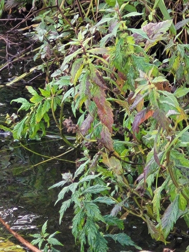 European water-horehound