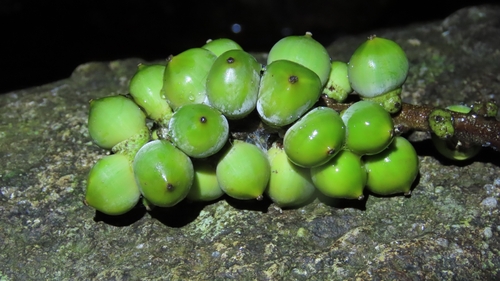 Lithocarpus litseifolius observed 2026-10-10