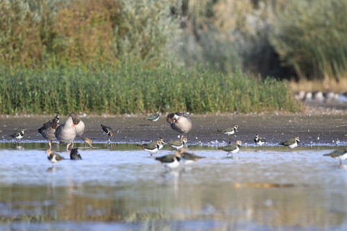Greylag Goose
