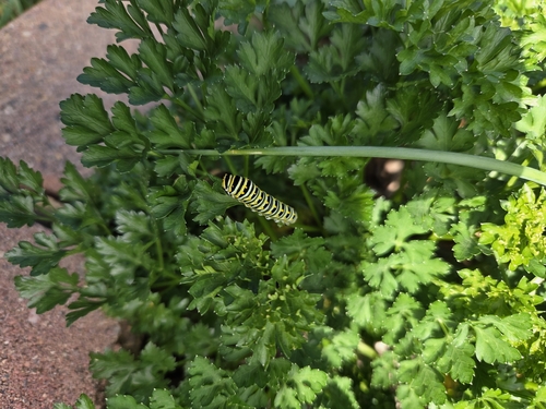 Eastern Black Swallowtail