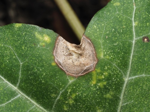 Phoma observed 2026-10-10