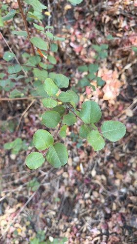iNaturalist observation photo of hollyleaf redberry