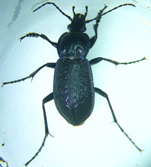 Carabus serratus