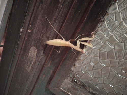 European Mantis