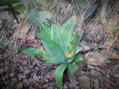Agave cupreata