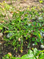 Cynosciadium digitatum