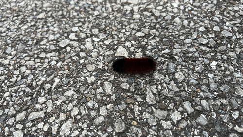 Isabella Tiger Moth