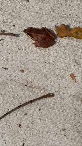 Wood Frog