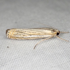 Crambus multilinellus