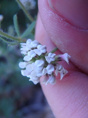 Dorycnium