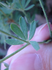 Dorycnium