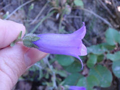 Campanula komarovii