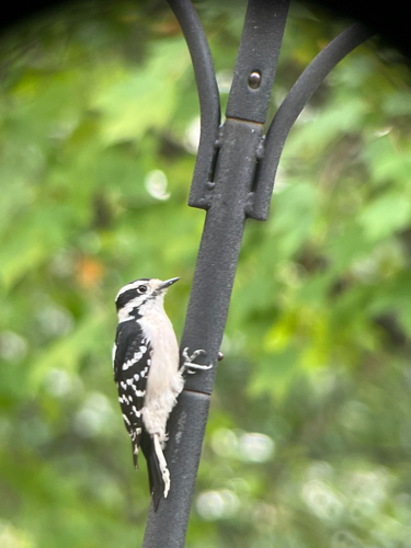 Downy Woodpecker