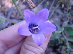 Campanula komarovii