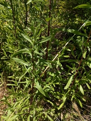 Pulicaria paludosa