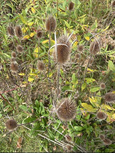 wild teasel