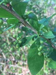 Berberis × ottawensis