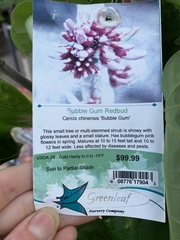 Cercis chinensis