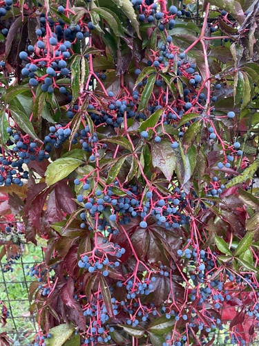 thicket creeper