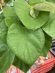 Cercis chinensis
