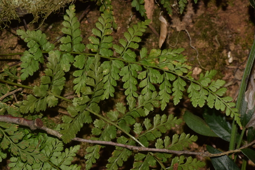 Asplenium obovatum, 2026-10-10