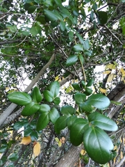 Lardizabala biternata