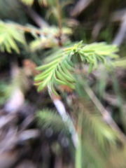 Metasequoia glyptostroboides