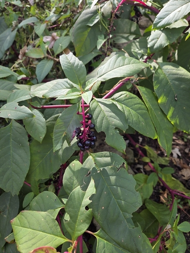American pokeweed