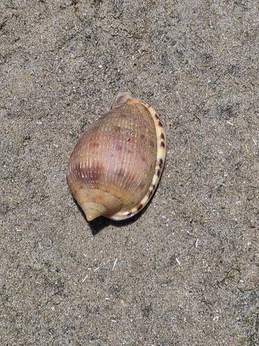 Cypraecassis testiculus observed 2026-10-10