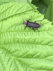 Atalantycha dentigera