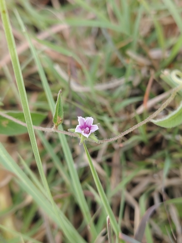 Ipomoea eriocarpa observed 2026-10-10