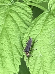 Atalantycha dentigera