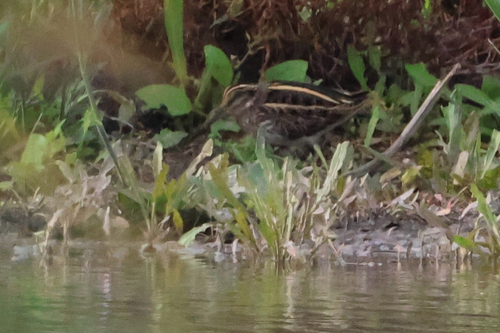 iNaturalist image