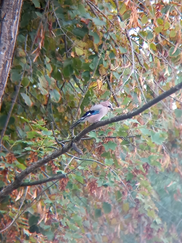 Eurasian Jay