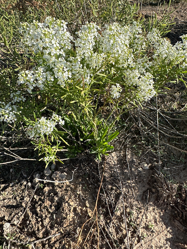 Mesa Pepperwort