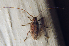 Sternidius punctatus