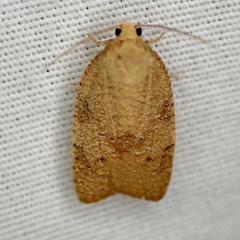 Choristoneura obsoletana