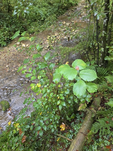 Wych Elm