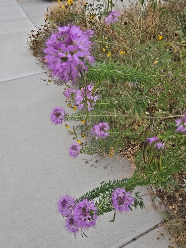 Rocky Mountain Beeplant
