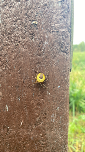 Marbled Orbweaver
