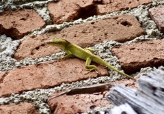 Anolis porcatus