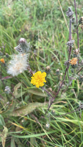 Hawkweed Oxtongue
