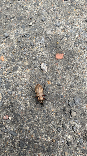 Granulated Ground Beetle