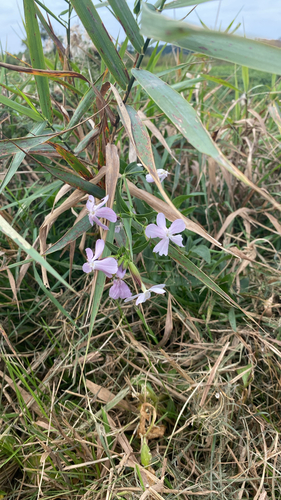 common soapwort