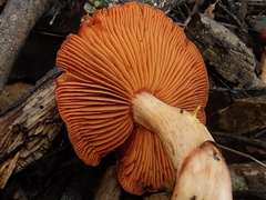 Cortinarius persplendidus