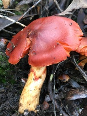 Cortinarius persplendidus